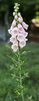 Flore