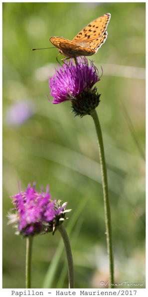 D810-2017-jul-151